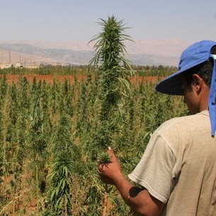1049752-libanon-marihuana.jpg